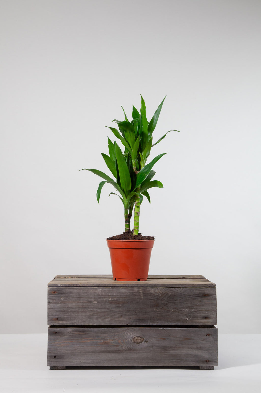 files/IndoorPlants-StudioShots13.11.2023-444.jpg